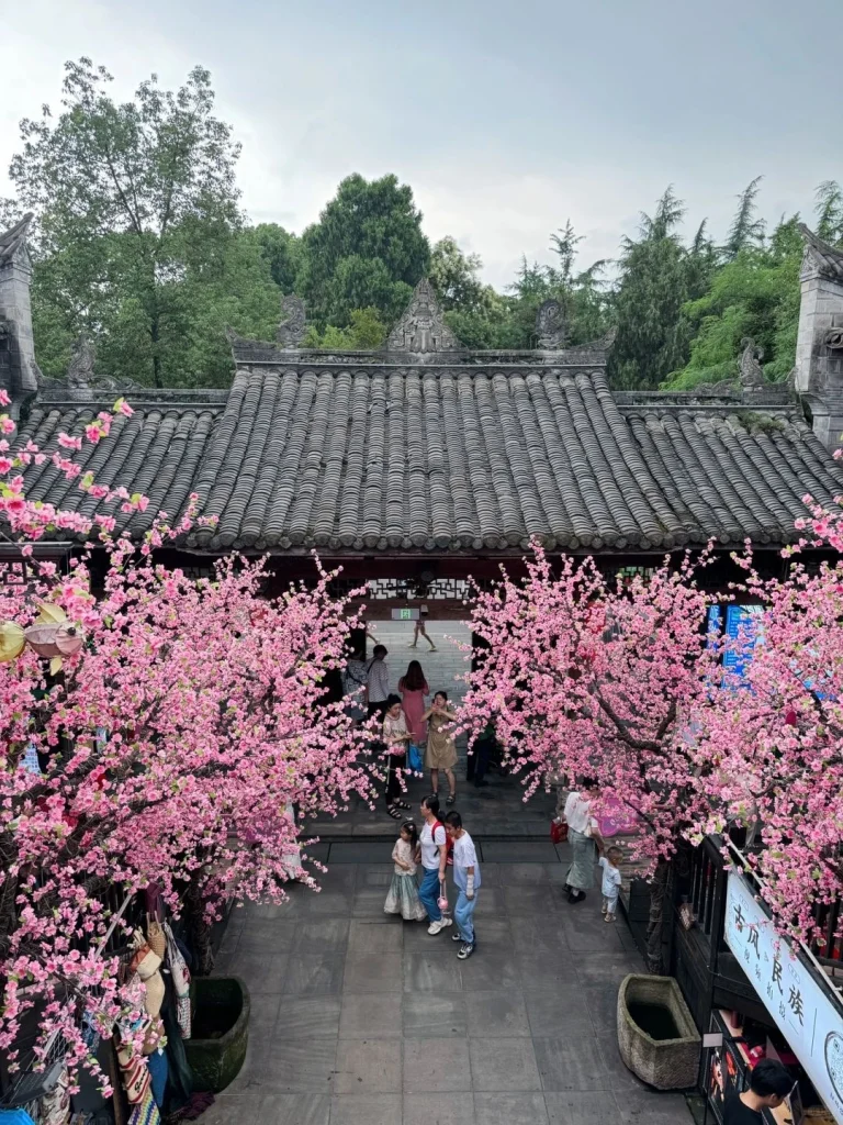 Entrance of a historical site in Chengdu framed by beautiful pink cherry blossoms in full bloom