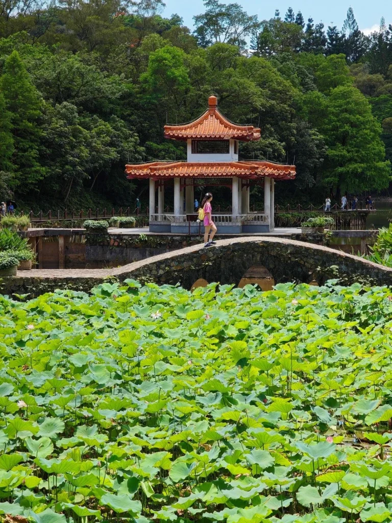 Lotus pond with a traditional pavilion at Shenzhen Fairy Lake Botanical Garden