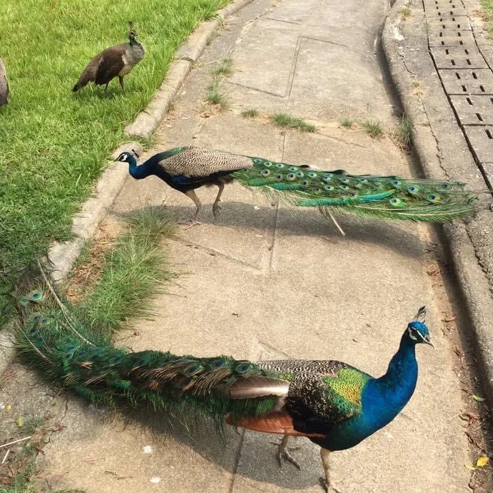 Peacocks wandering in Peacock Garden near Sun Moon Lake - Sun Moon Lake 2026 - The China Journey - Sun Moon Lake 2026 - The China Journey Peacocks wandering in Peacock Garden near Sun Moon Lake - Sun Moon Lake 2026 - The China Journey - Sun Moon Lake 2026 - The China Journey