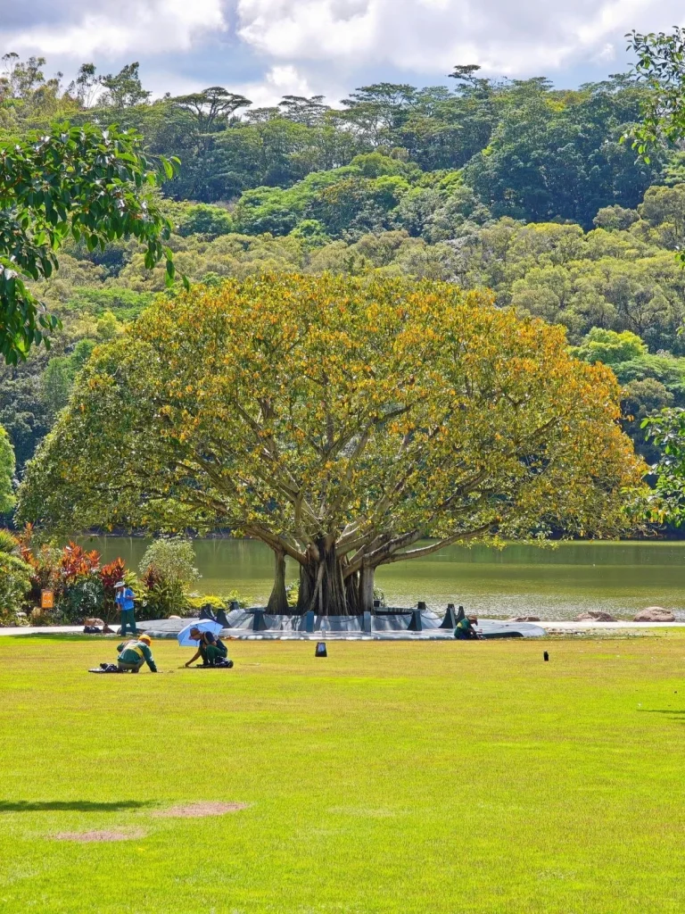 Serene banyan tree at Shenzhen Fairy Lake Botanical Garden
