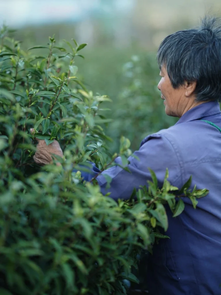 A close up of a farmer picking fresh Biluochun tea leaves from a bush
