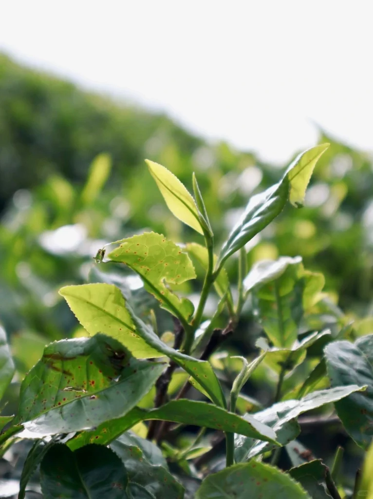 A close up of fresh tea buds in a Duyun tea garden capturing the vitality of the tea leaves