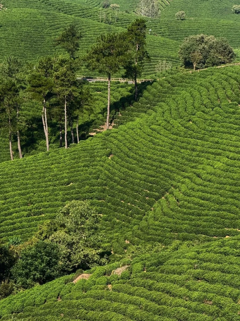 A close up of the rolling green tea fields in Xinyang with neatly trimmed rows and tall pine trees in the background