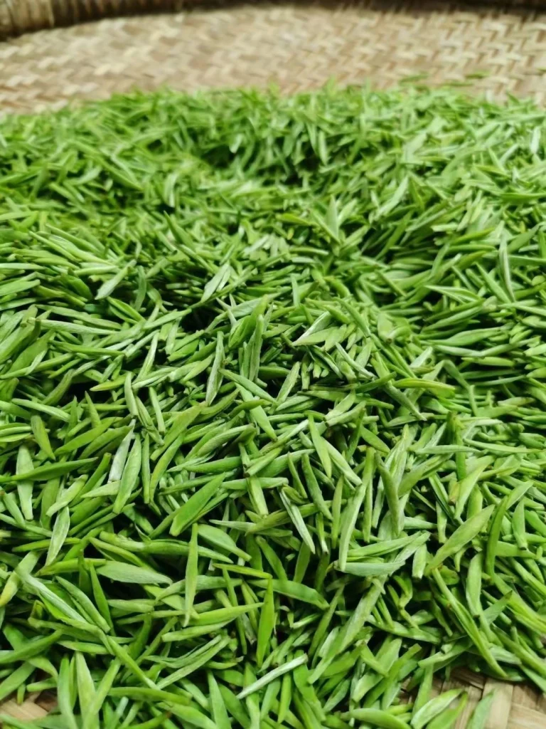 A close up of vibrant green Duyun Maojian tea leaves after the picking process laid out for inspection
