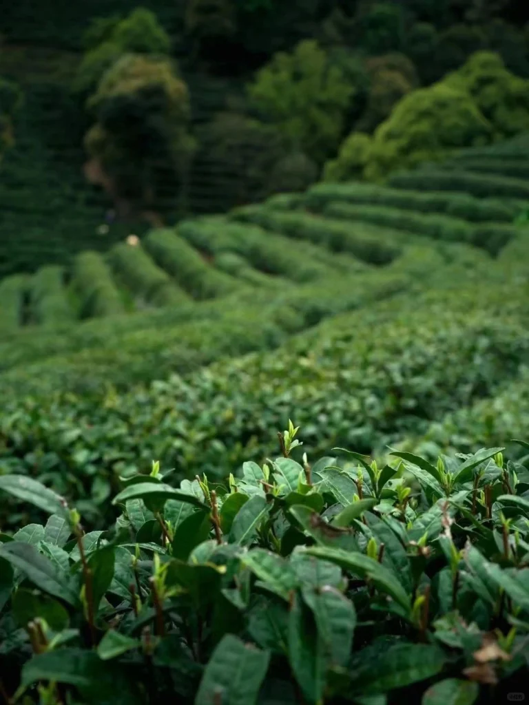 A detailed view of fresh Xinyang Maojian tea leaves meticulously spread out on a bamboo tray for drying