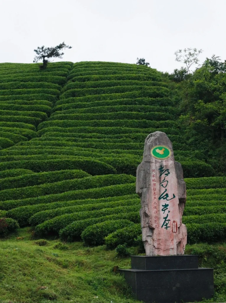 A lush tea plantation in Duyun with terraced fields and a stone marker highlighting the teas origins