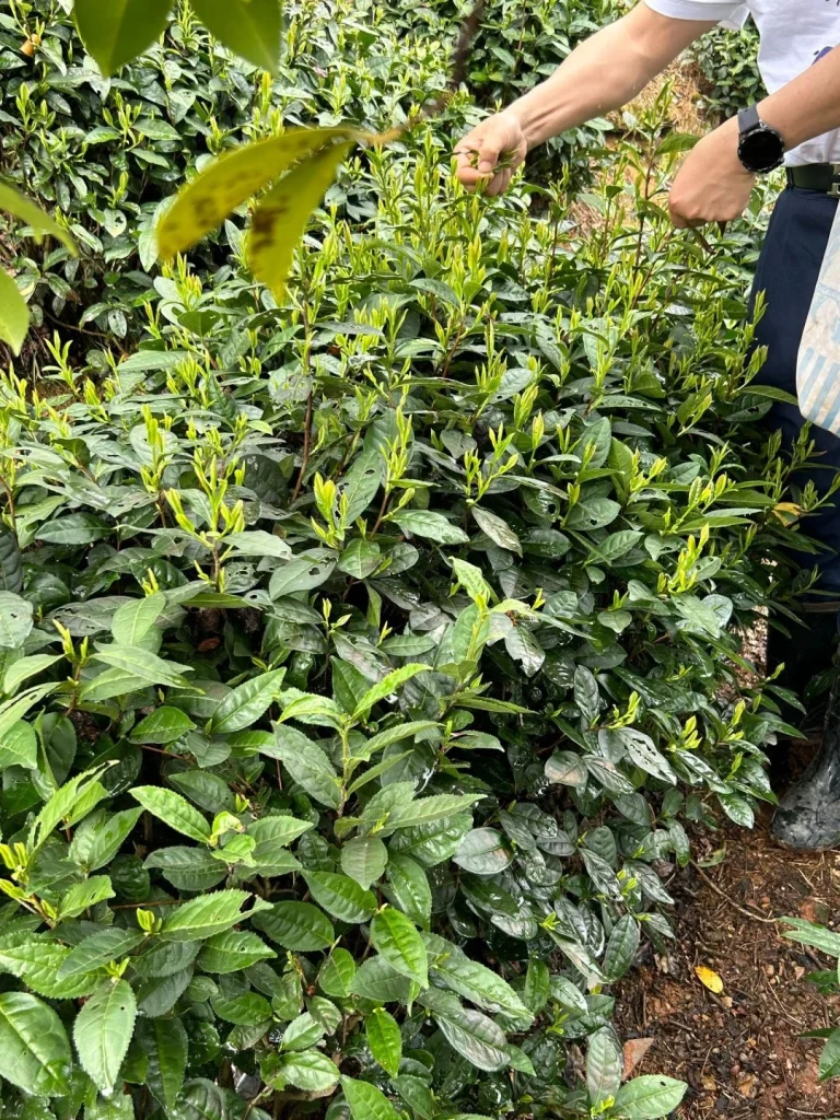 A tea picker harvesting Huangshan Maofeng leaves by hand emphasizing traditional tea making methods