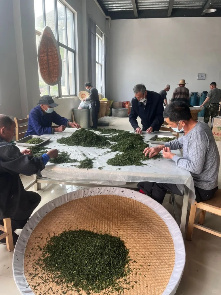 Artisan tea masters hand sorting Luan Guapian tea leaves in a processing room