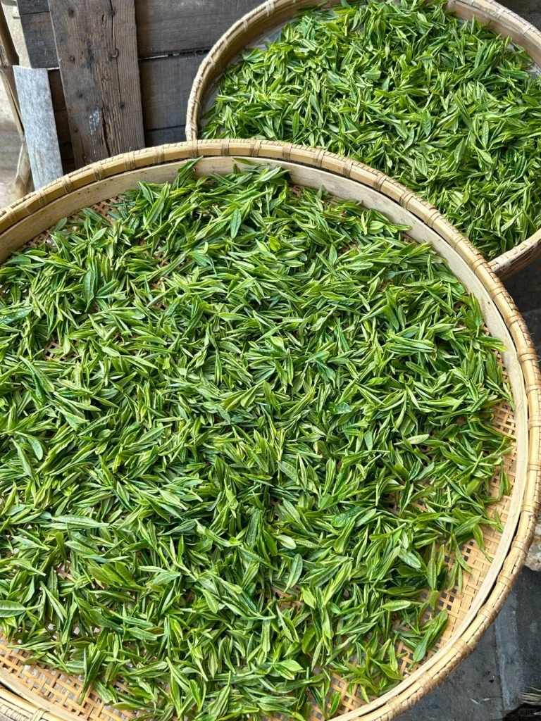 Bamboo trays filled with freshly picked Huangshan Maofeng tea leaves drying in the sun preserving their natural flavor