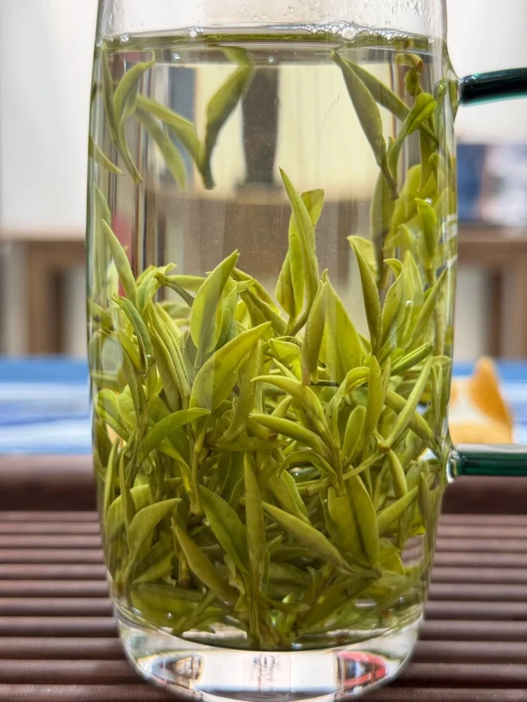 Close up of Huangshan Maofeng tea leaves expanding while steeping in a glass highlighting their tender buds