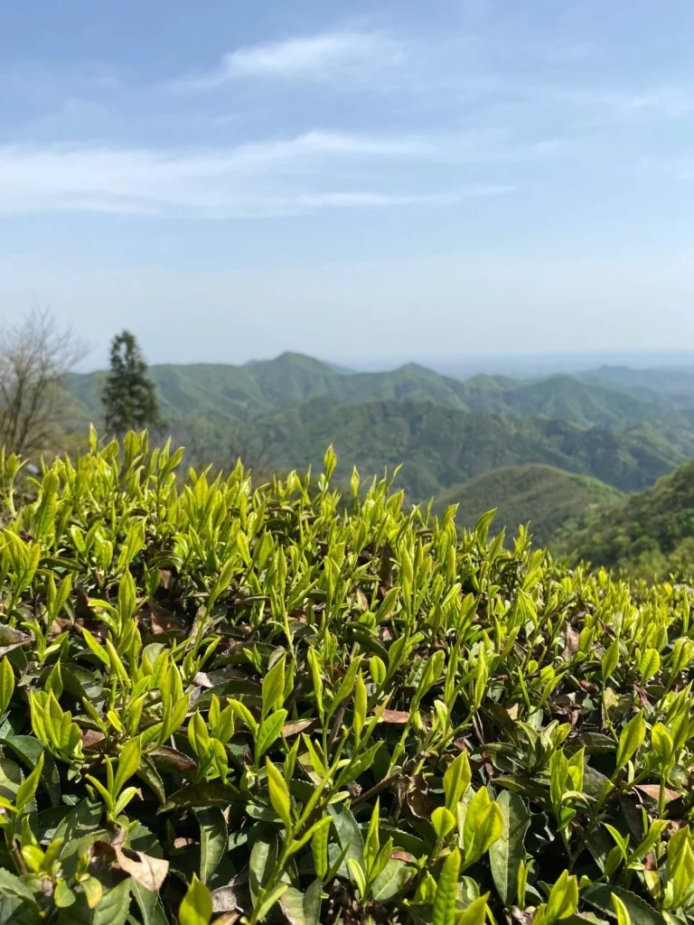 Close up of tender Luan Guapian tea leaves under clear skies with mountain views