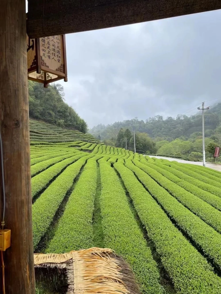 Expansive Wuyi Mountain Tea Plantation Landscape