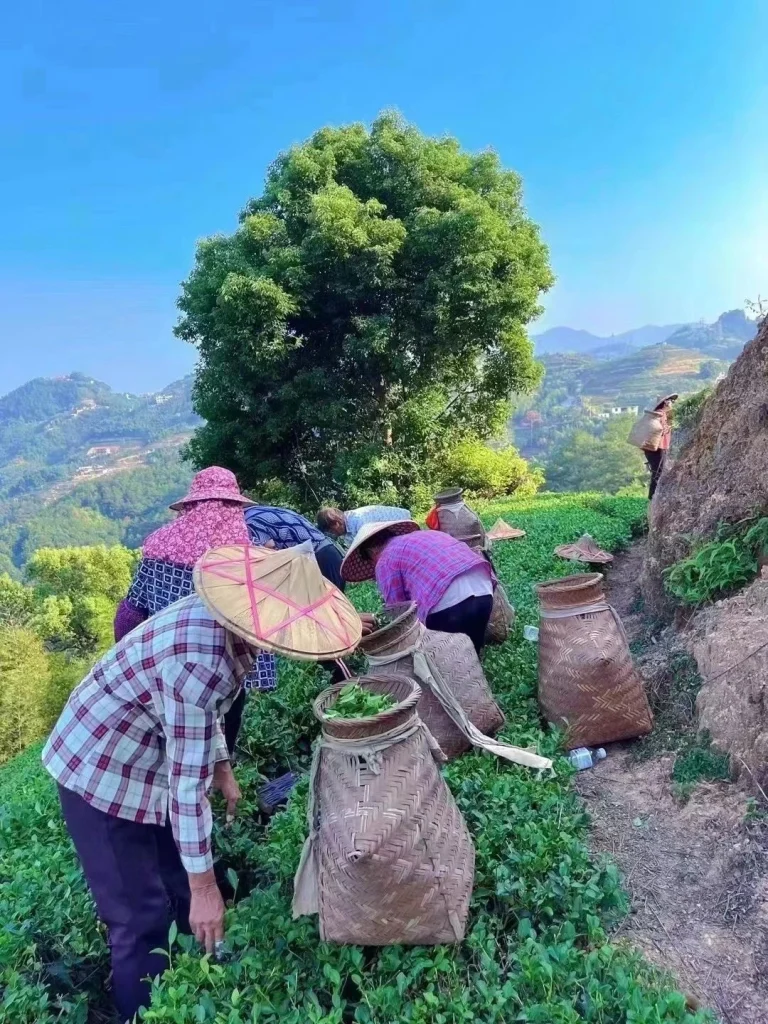 Farmers Harvesting Tieguanyin Tea Leaves on a Sunny Day