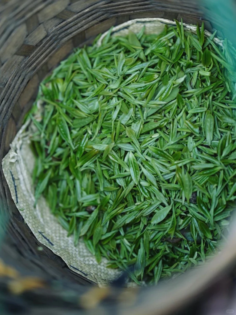 Freshly picked Biluochun tea leaves collected in a traditional woven basket