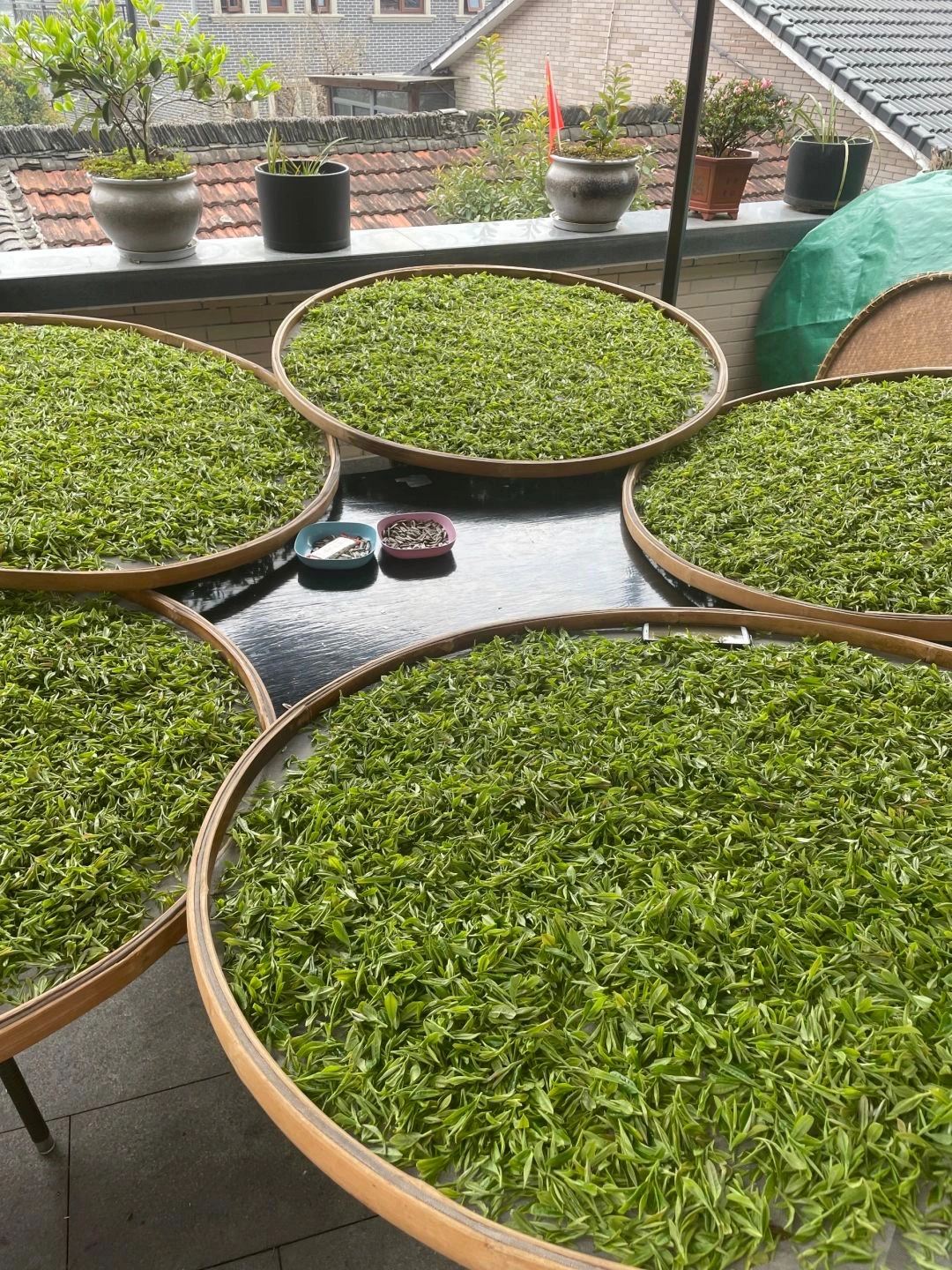 Freshly picked Longjing tea leaves drying on bamboo trays in a traditional tea making process