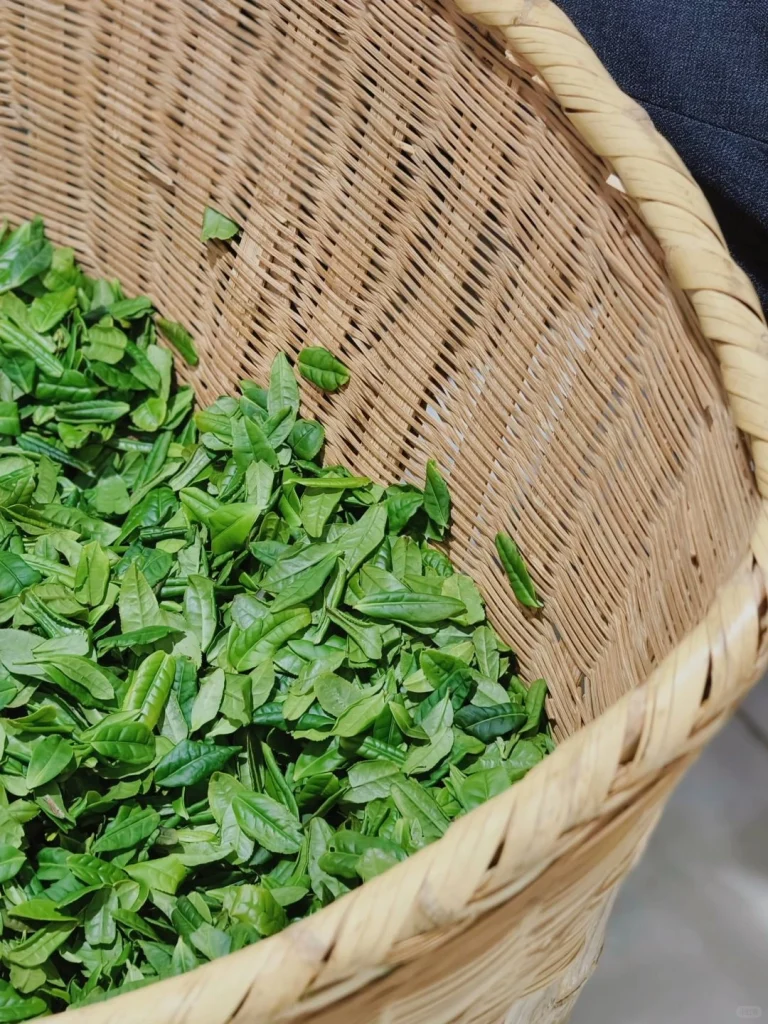 Freshly plucked Luan Guapian tea leaves placed in a traditional woven basket