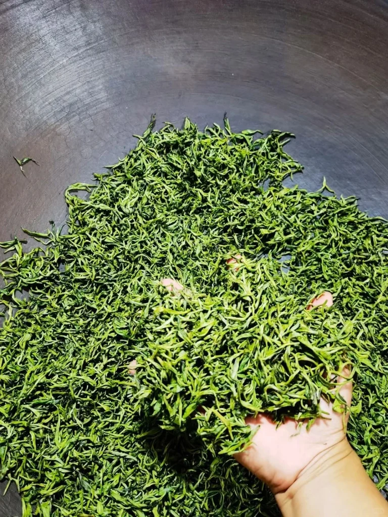 Freshly processed Duyun Maojian tea leaves being handled in a traditional tea roasting pan