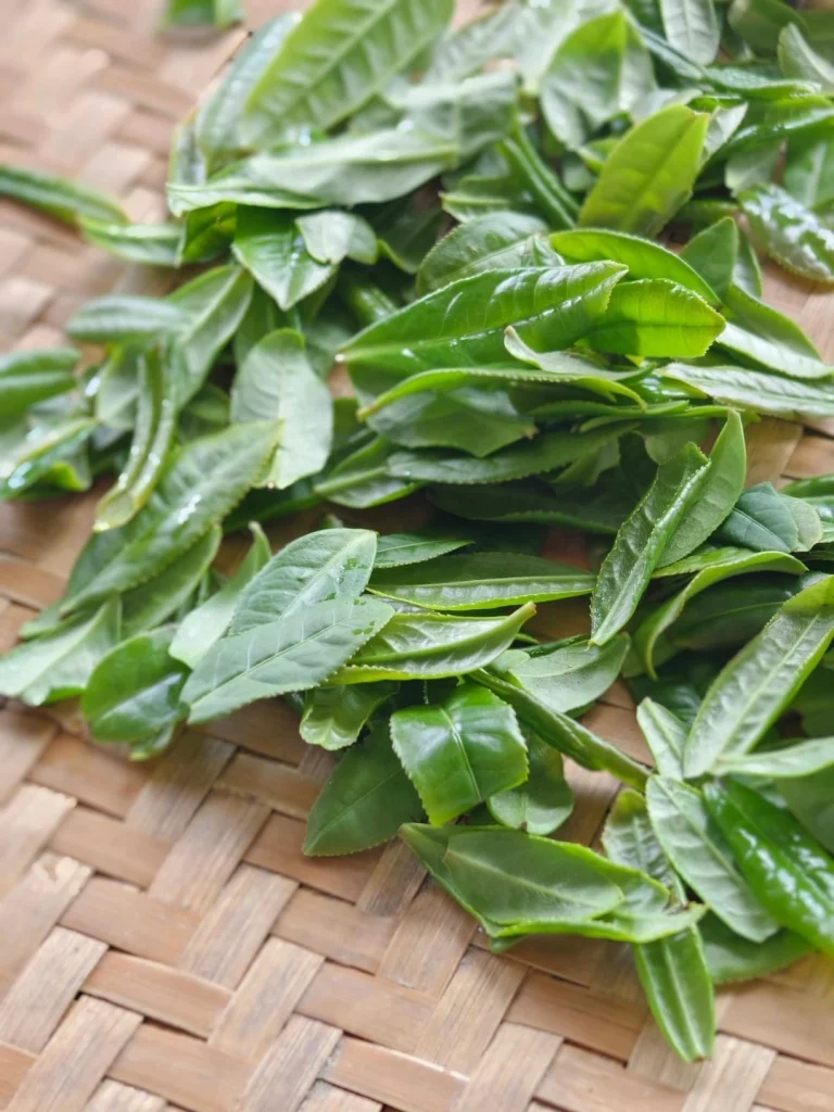 Glossy green Luan Guapian tea leaves spread out on a bamboo tray for drying