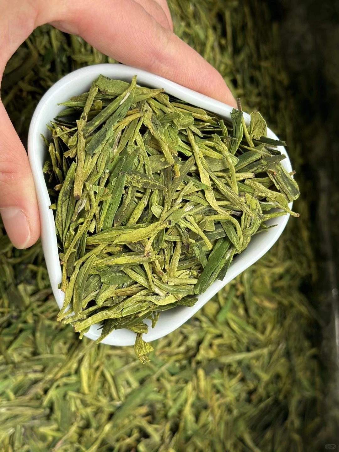 Hand showcasing dried Longjing tea leaves in a white porcelain container
