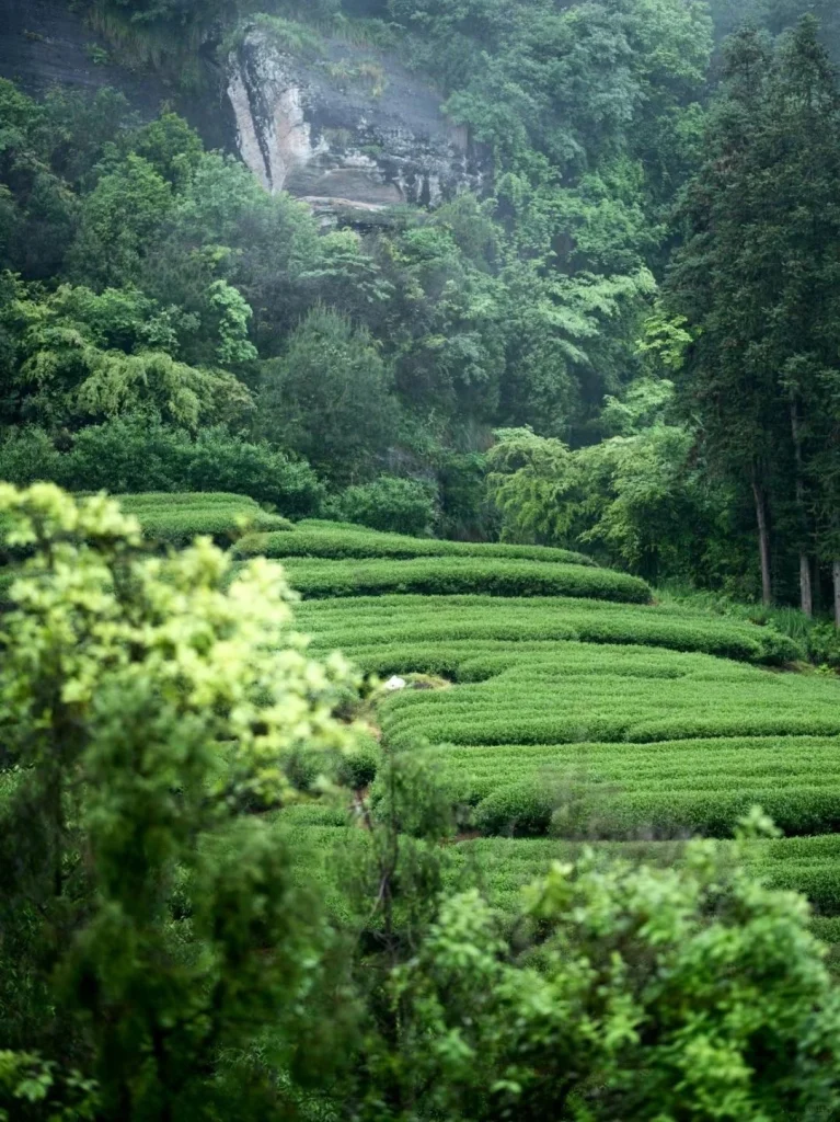 Lush Wuyi Mountain Tea Plantation with Misty Greenery