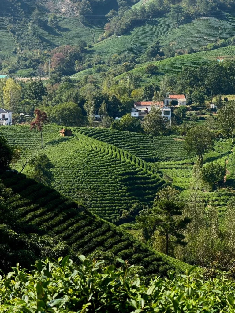 Lush tea plantations in Xinyang capturing rows of vibrant green tea bushes under natural sunlight
