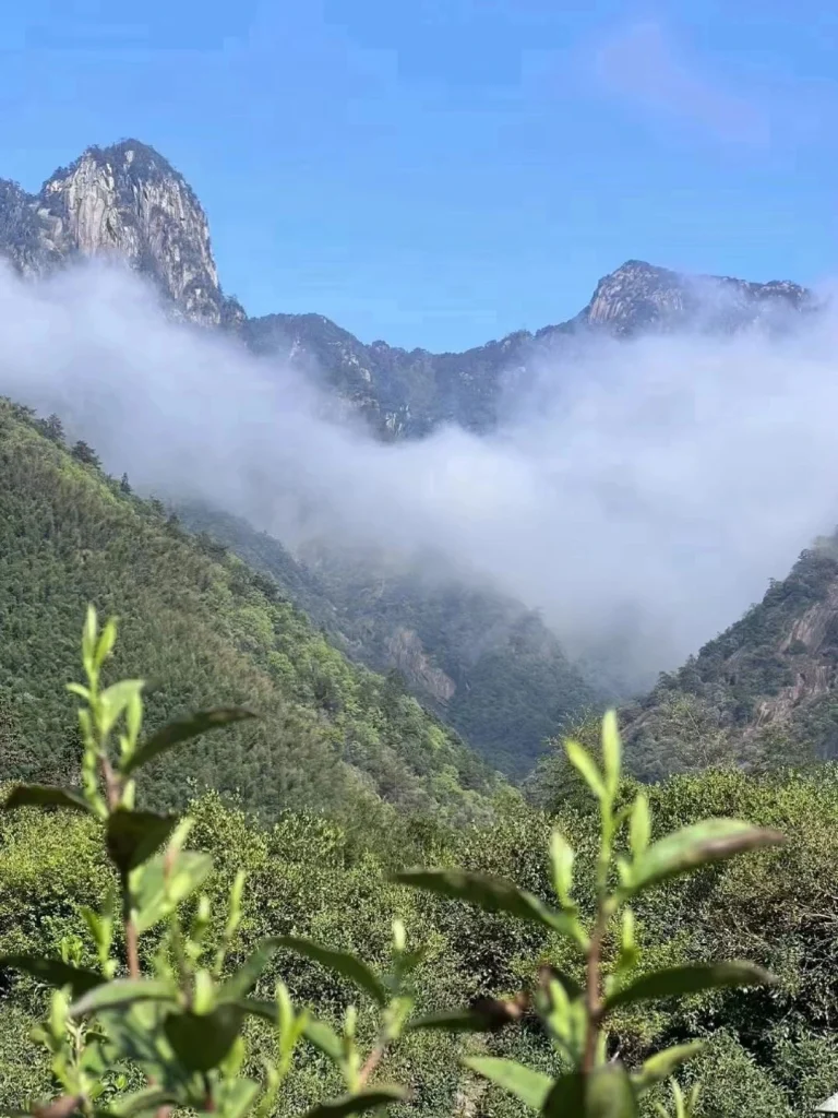Misty mountain landscape of Huangshan the origin of Huangshan Maofeng tea with lush greenery and clear skies