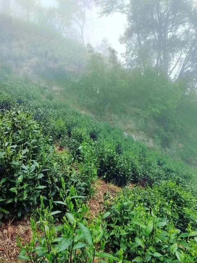 Misty mountain tea plantation surrounded by dense forest and fog