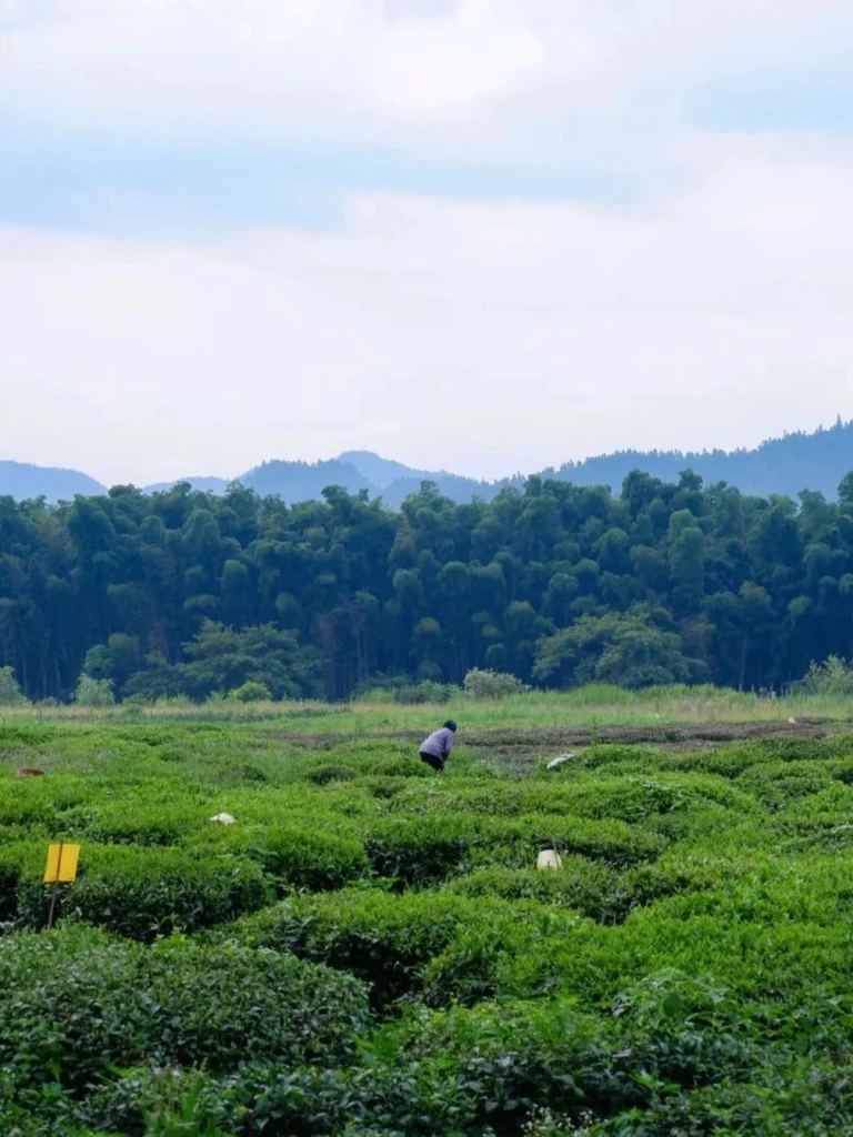 Scenic view of tea fields with a farmer working in a lush green plantation