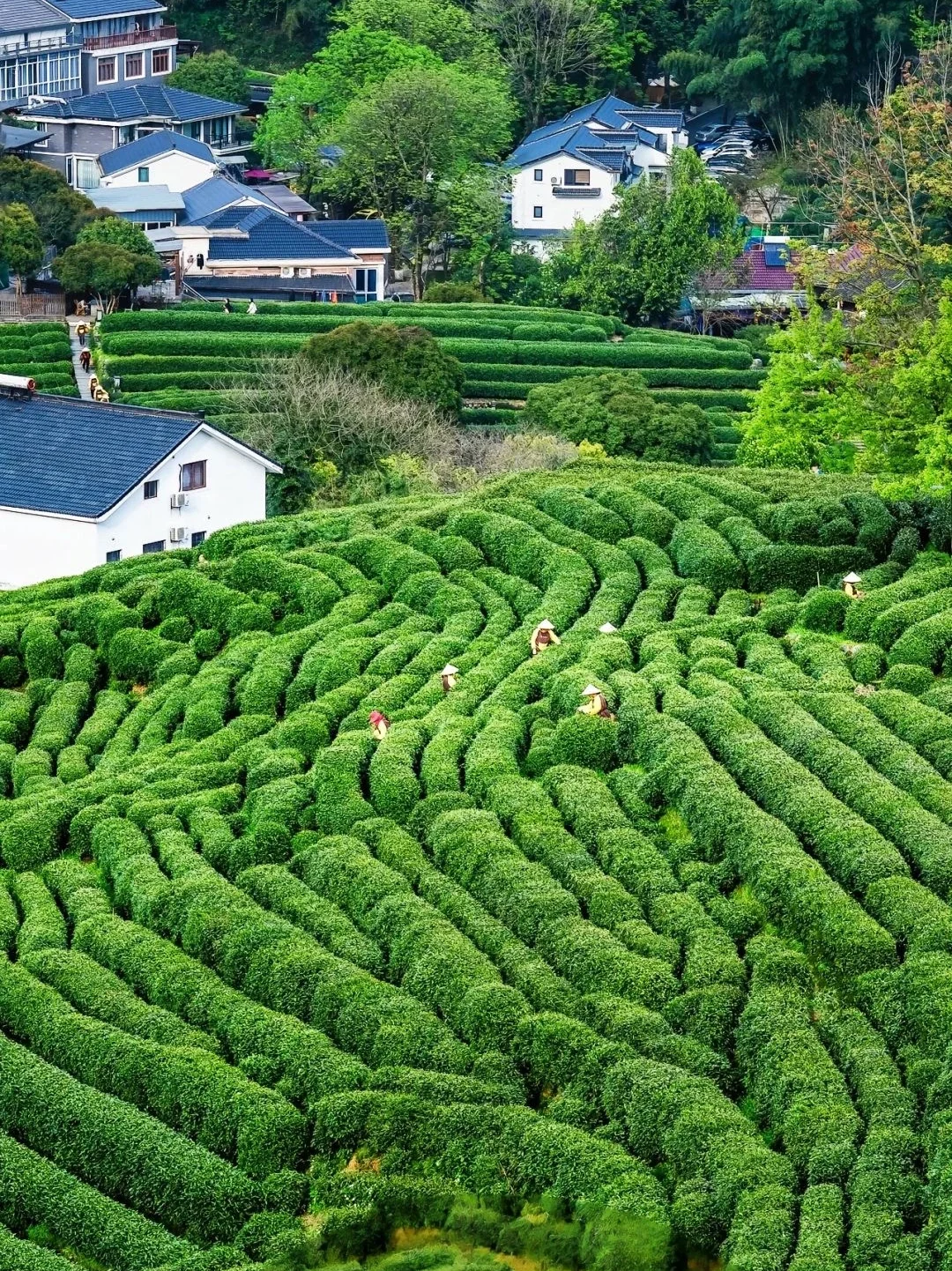 Stone carving of Longjing Tea surrounded by lush greenery in Longjing Village Hangzhou