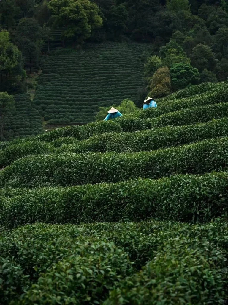 Tea farmers harvesting Xinyang Maojian leaves surrounded by vibrant green tea bushes in a serene environment