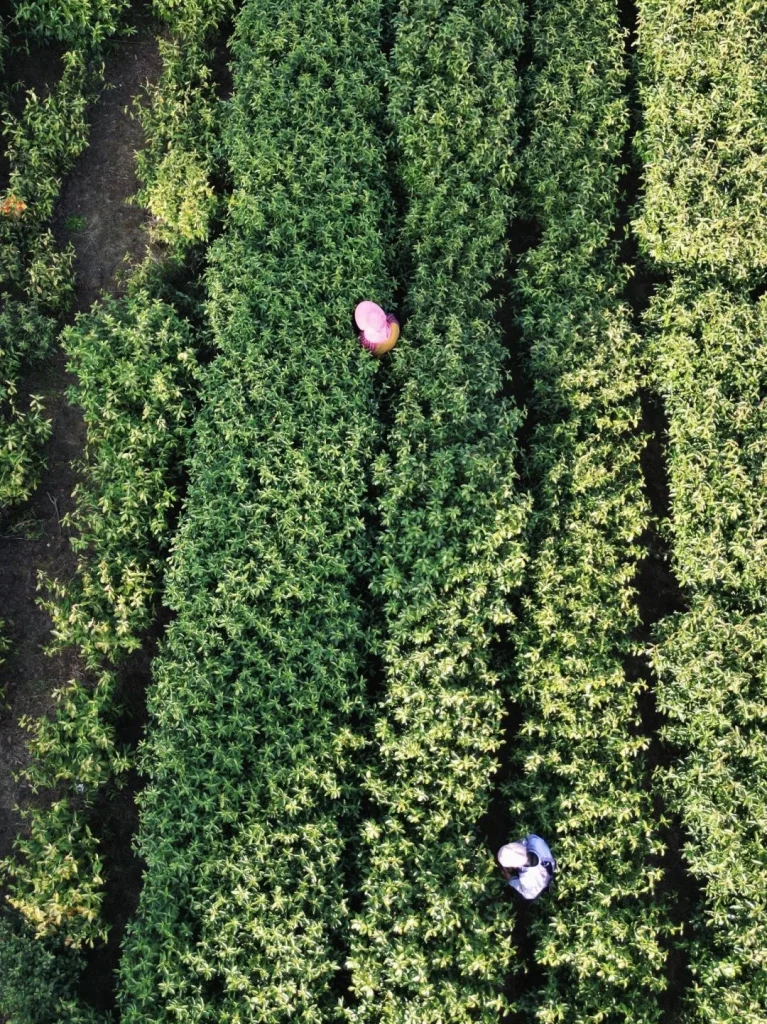 Tea pickers working among the dense rows of tea bushes at a Biluochun plantation