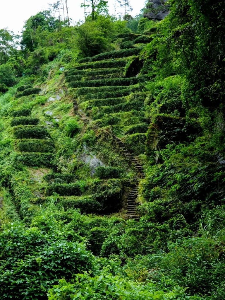 Terraced Tea Fields on a Steep Wuyi Mountain Slope
