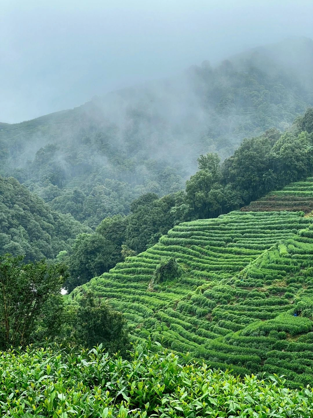 Terraced tea fields in Longjing Village Hangzhou surrounded by misty mountains