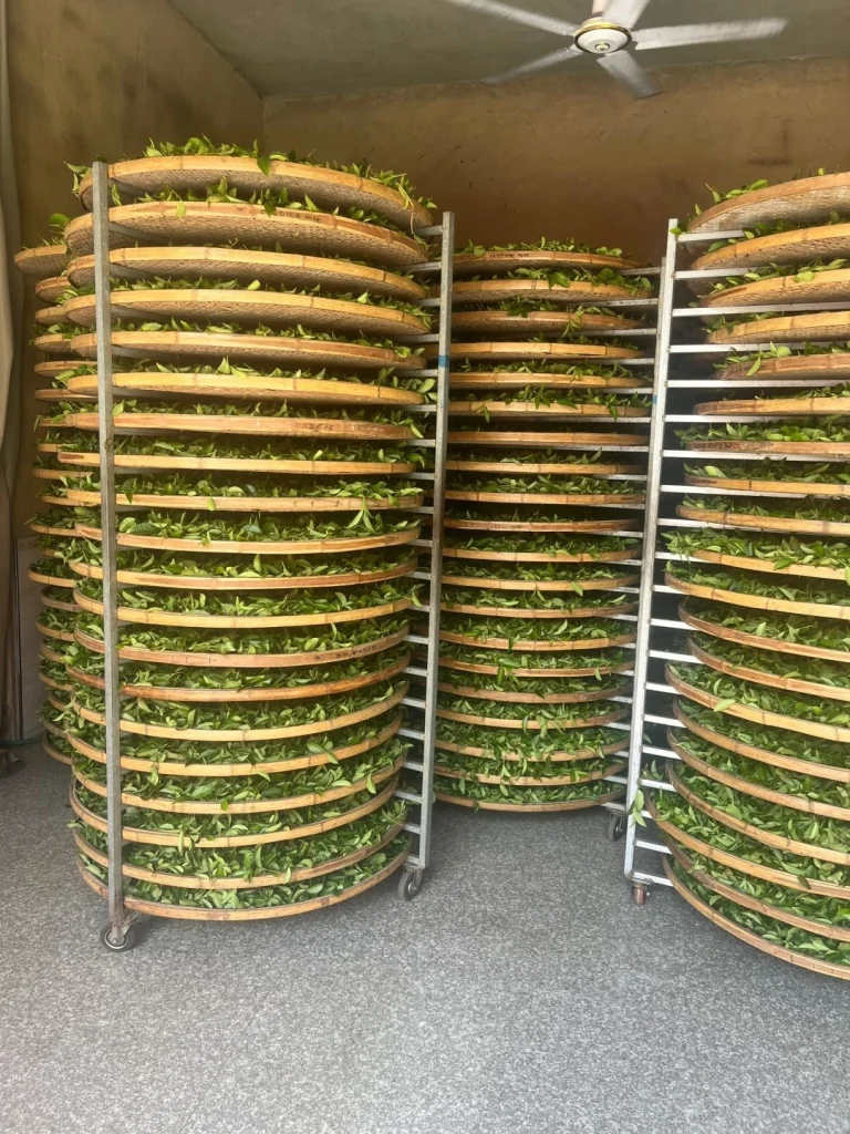 Tieguanyin Tea Leaves Drying on Bamboo Trays