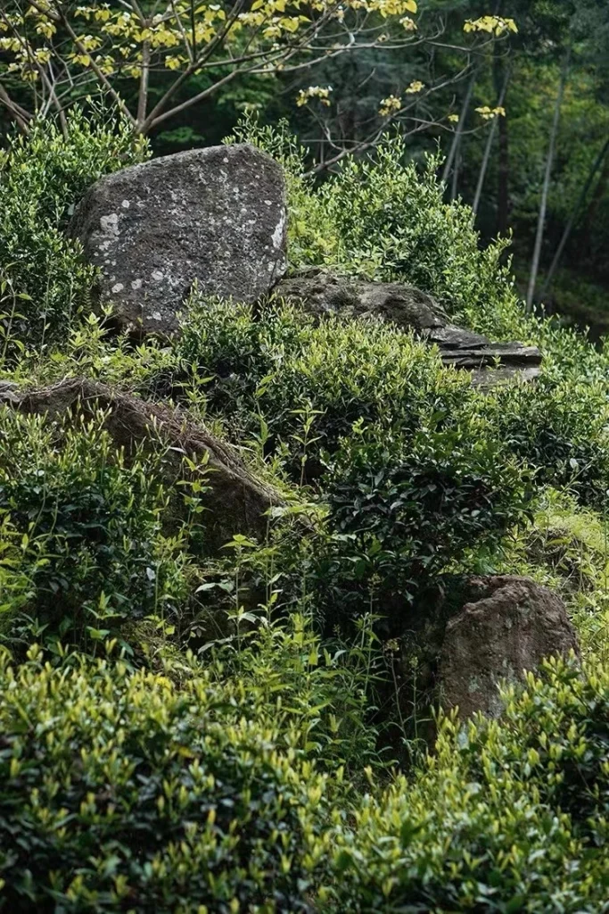 Wild tea bushes growing naturally among rocks in the core production area of Luan Guapian