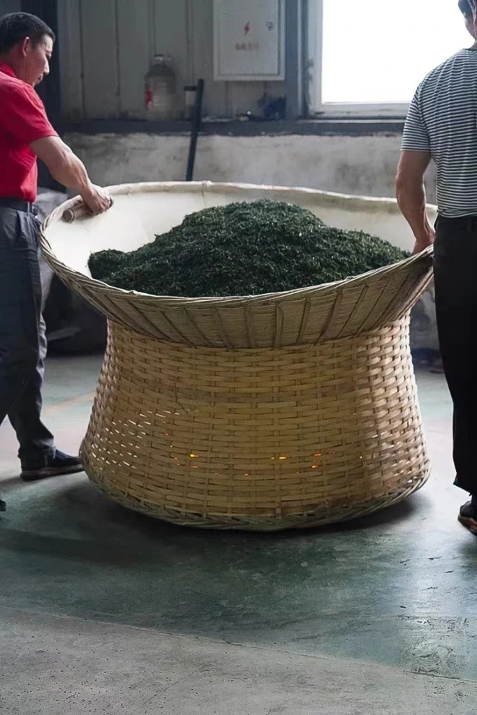 Workers transporting freshly processed Luan Guapian tea leaves in a traditional large bamboo basket