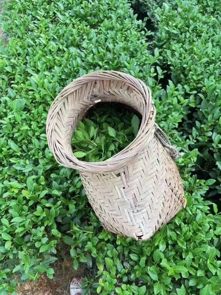 Woven Basket Filled with Fresh Tieguanyin Tea Leaves