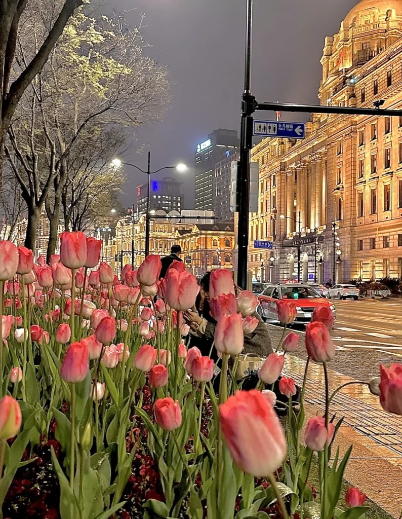 Tulips at the Bund in Shanghai Vibrant tulips lining the streets with historic architecture of the Bund in the background illuminated at night