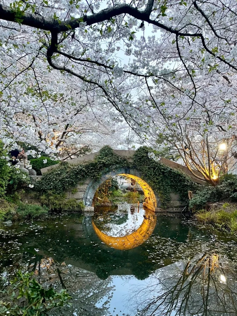 Gucun Park Shanghai A beautiful moon gate bridge surrounded by blooming cherry blossoms at Gucun Park Shanghai China