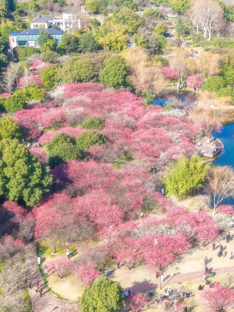 Plum Blossom Garden Orange Isle Changsha A breathtaking aerial view of blooming plum blossoms covering the landscape of Orange Isle in Changsha China