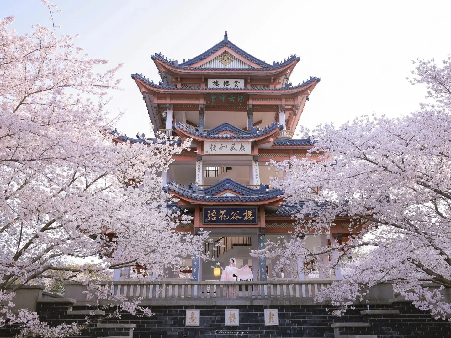 Bunga Sakura Musim Semi Wuxi Pemandangan bunga sakura yang indah di dekat menara kuno di Wuxi yang mencerminkan pesona arsitektur tradisional Tiongkok dengan latar belakang mekarnya bunga sakura musim semi berwarna merah muda