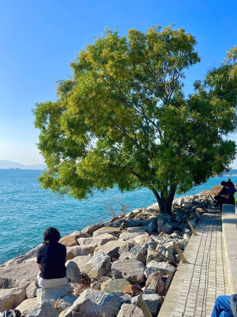 A person sitting by the sea under a tree enjoying the tranquil view of the water and rocks in Hong Kong