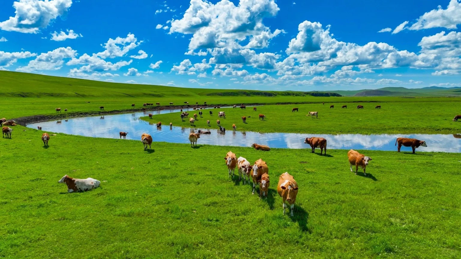 Ganado pastando en Mongolia Interior Vacas pastando tranquilamente en los exuberantes campos de Mongolia Interior con un sereno río fluyendo a través de las extensas praderas bajo un cielo brillante - Mongolia Interior, Reino de las Praderas, Océano de Canciones, Patria del Vino 2026 - El Viaje a China - Provincias de China - Descubre la Cultura y el Patrimonio Regional - El Viaje a China Ganado pastando en Mongolia Interior Vacas pastando tranquilamente en los exuberantes campos de Mongolia Interior con un sereno río fluyendo a través de las extensas praderas bajo un cielo brillante - Mongolia Interior, Reino de las Praderas, Océano de Canciones, Patria del Vino 2026 - El Viaje a China - Provincias de China - Descubre la Cultura y el Patrimonio Regional - El Viaje a China