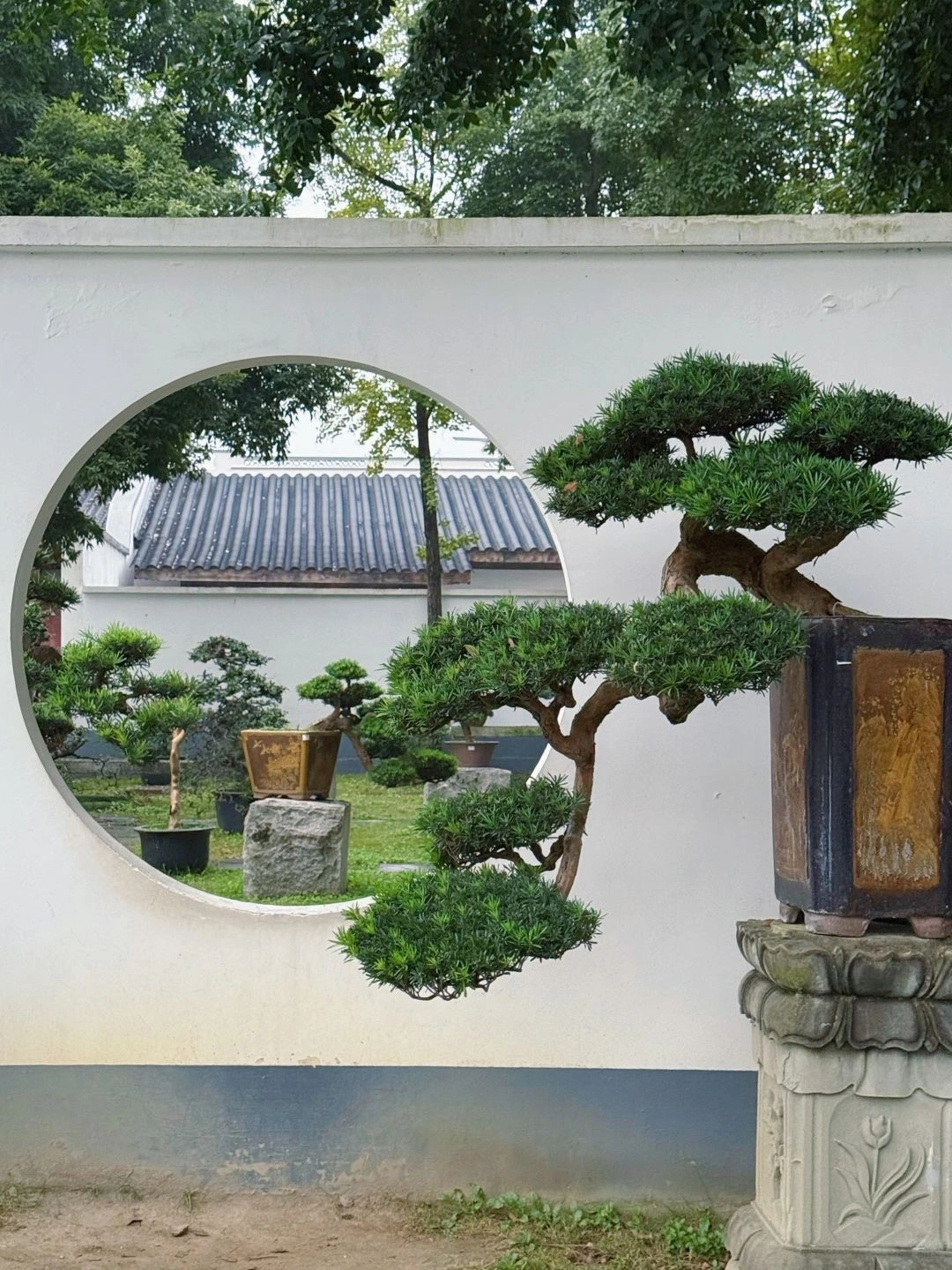 Chuanpai Bonsai Art - Sichuan, Land of Shu Civilization, Hotpot, and Pandas 2026 - The China Journey - Sichuan, Land of Shu Civilization, Hotpot, and Pandas 2026 - The China Journey Chuanpai Bonsai Art - Sichuan, Land of Shu Civilization, Hotpot, and Pandas 2026 - The China Journey - Sichuan, Land of Shu Civilization, Hotpot, and Pandas 2026 - The China Journey