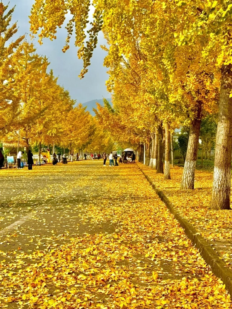 Golden Ginkgo leaves in Chengdu Golden ginkgo trees in Chengdu with fallen leaves creating a picturesque autumn pathway