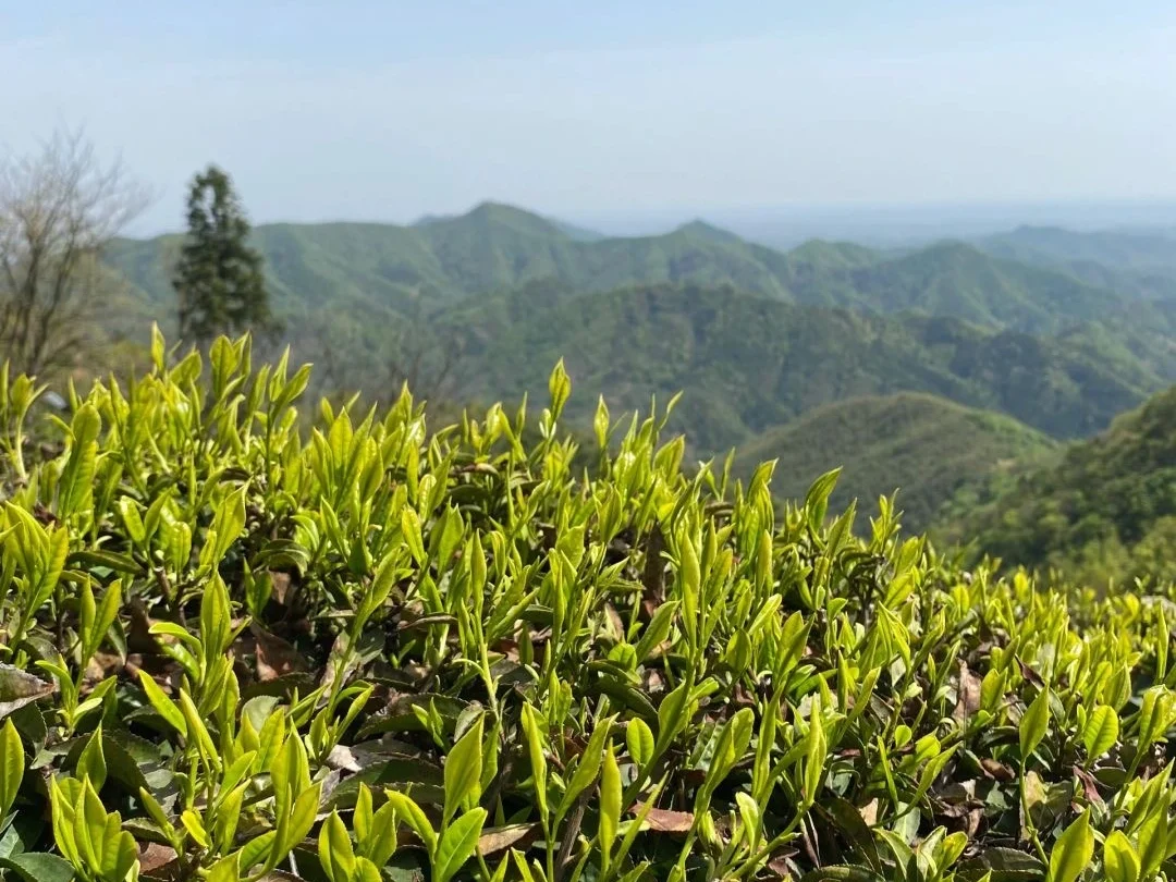 Close de folhas tenras de chá Luan Guapian sob um céu claro com vista para as montanhas - Por que o chá é a bebida nacional da China, e não o baijiu? 2026 - A Jornada pela China Close de folhas tenras de chá Luan Guapian sob um céu claro com vista para as montanhas - Por que o chá é a bebida nacional da China, e não o baijiu? 2026 - A Jornada pela China