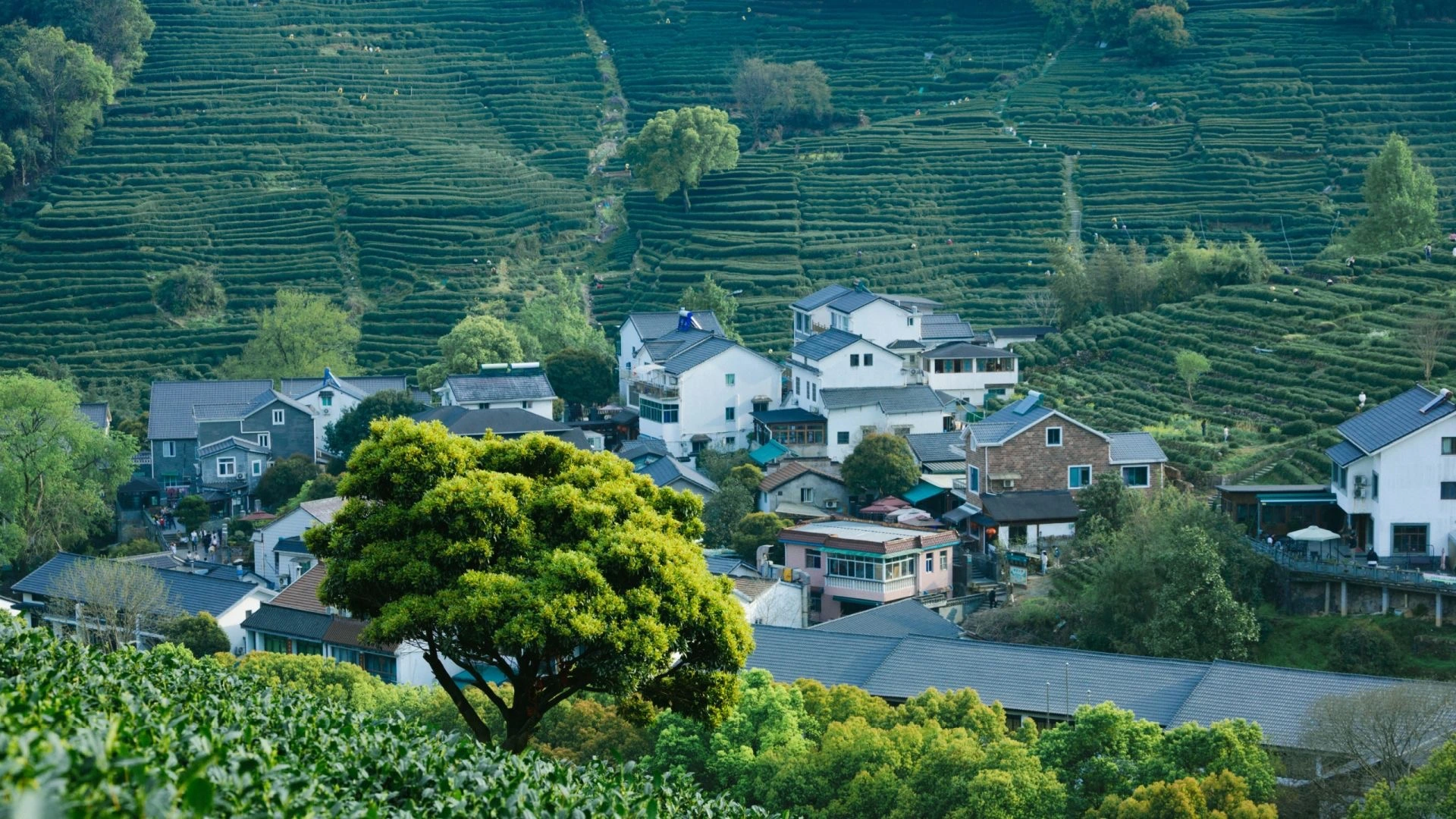 Longjing Tea Village, Hangzhou – Picturesque tea fields and village houses in Dragon Well (Longjing) Village nestled in lush mountains near Hangzhou - What is Hangzhou best known for? 2026 - The China Journey Longjing Tea Village, Hangzhou – Picturesque tea fields and village houses in Dragon Well (Longjing) Village nestled in lush mountains near Hangzhou - What is Hangzhou best known for? 2026 - The China Journey