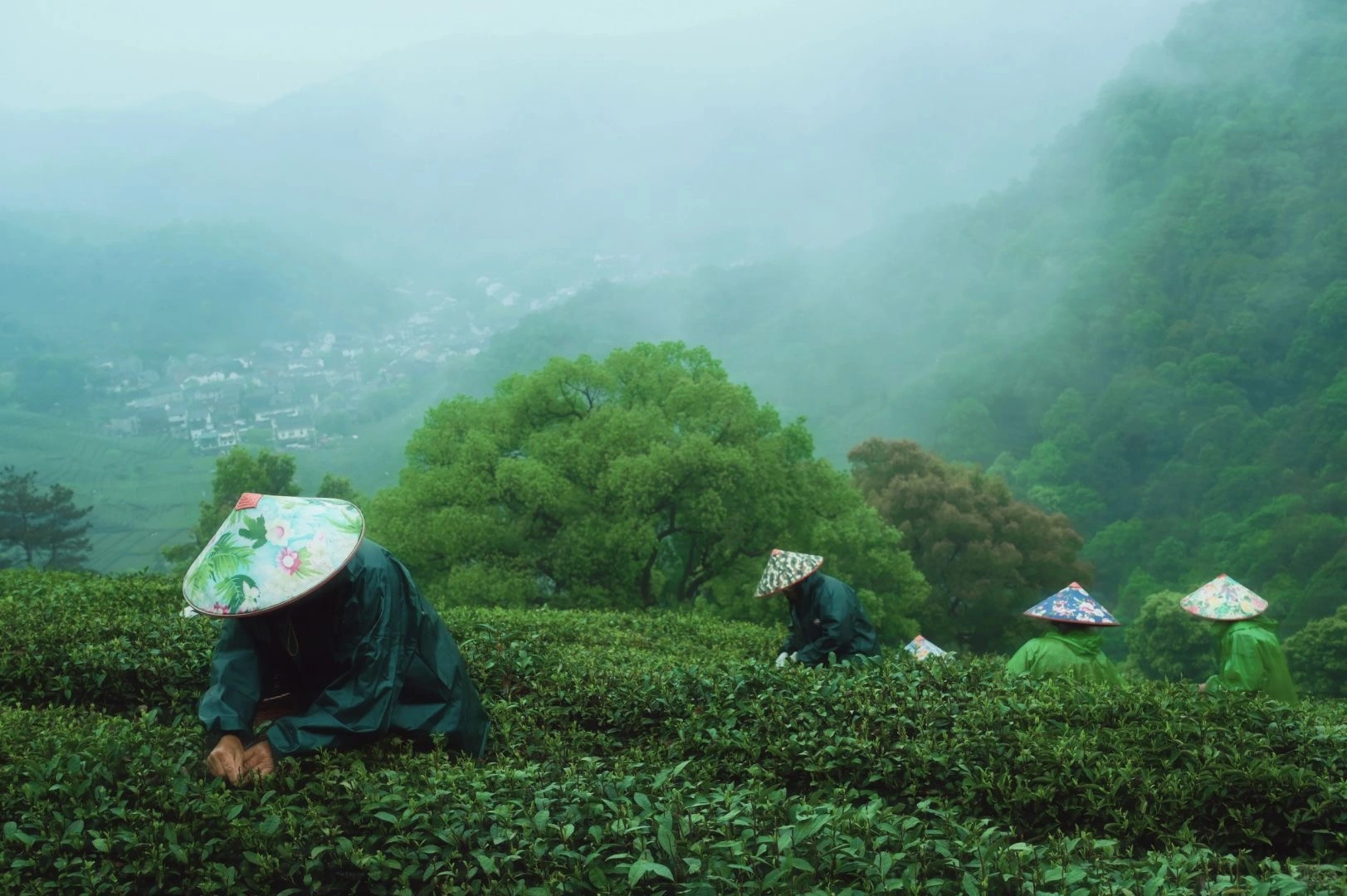 Musim memetik teh di Kampung Longjing Pemetik teh di Kampung Longjing semasa musim Qingming, di tengah-tengah ladang teh hijau yang subur dengan latar belakang gunung berkabus.