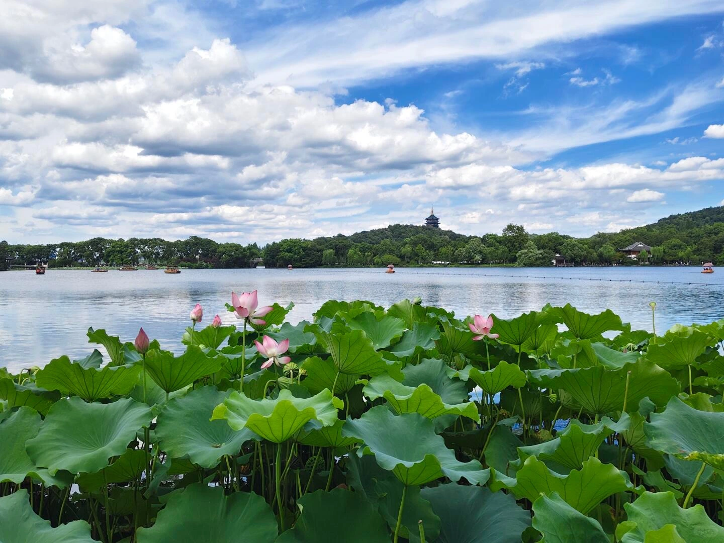 Het Westmeer in de zomer: Roze lotusbloemen bloeien op het Westmeer in Hangzhou, met de Leifeng-pagode en traditionele boten onder een helderblauwe hemel.