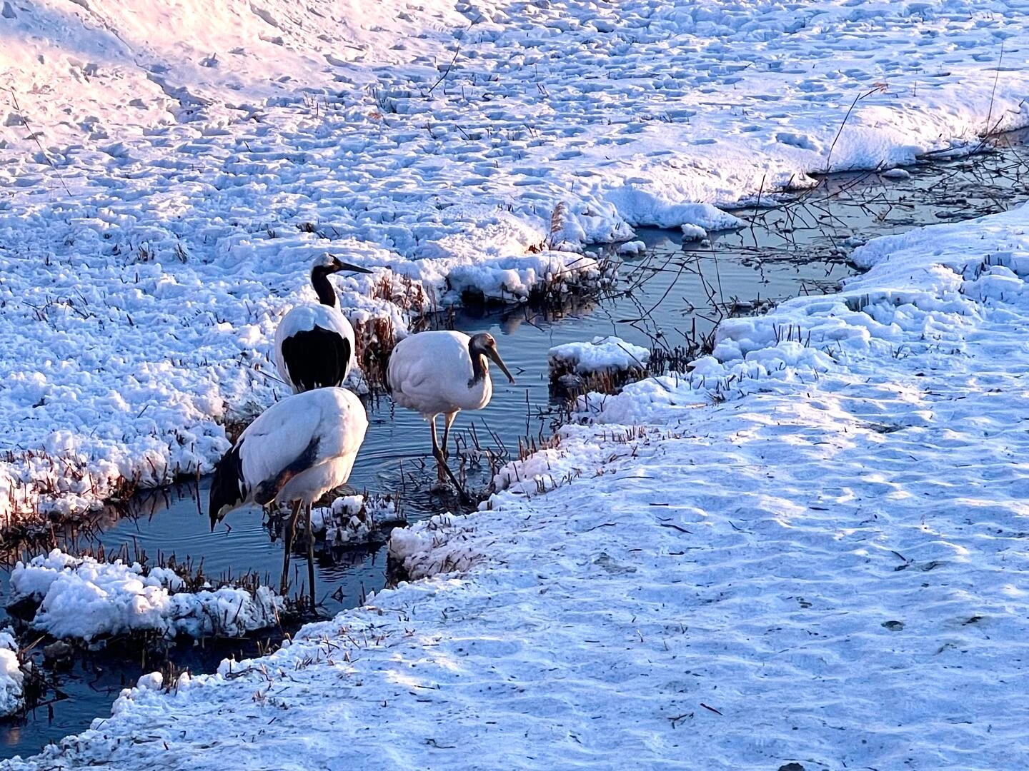 Natuurreservaat Zhalong – Moeraslandschap van het natuurreservaat Zhalong met kraanvogels met rode kroon die in de winter in het besneeuwde moerasgebied staan.